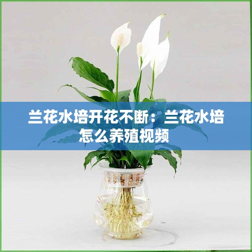 兰花水培开花不断：兰花水培怎么养殖视频 