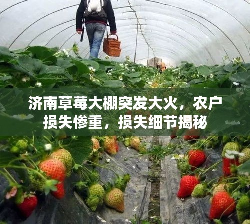 济南草莓大棚突发大火，农户损失惨重，损失细节揭秘