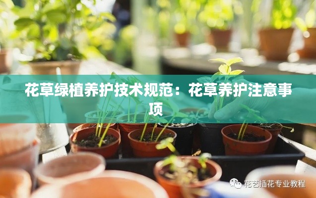 花草绿植养护技术规范：花草养护注意事项 