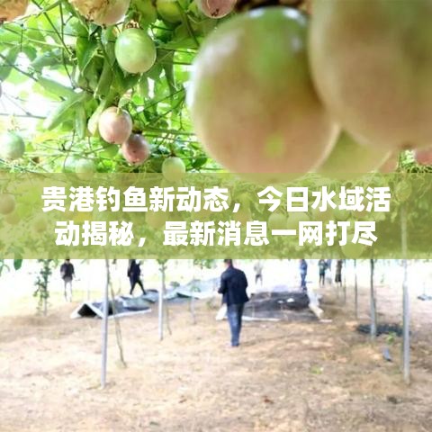贵港钓鱼新动态，今日水域活动揭秘，最新消息一网打尽