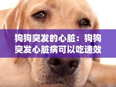 狗狗突发的心脏：狗狗突发心脏病可以吃速效救心丸 