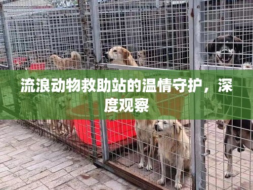 流浪动物救助站的温情守护，深度观察