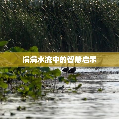涓涓水流中的智慧启示