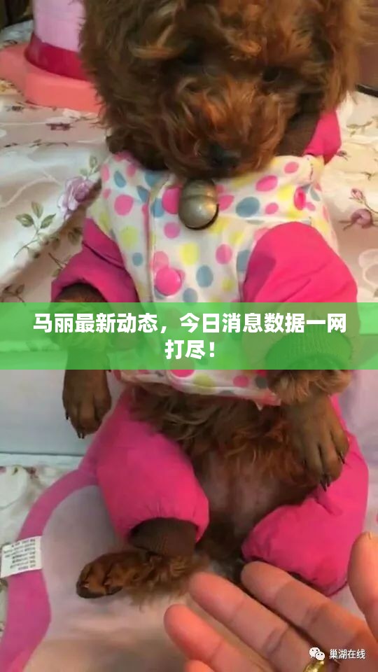 马丽最新动态，今日消息数据一网打尽！