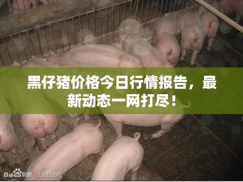 黑仔猪价格今日行情报告，最新动态一网打尽！
